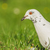 A white pigeon with a red eye in a green field