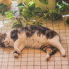 Martin is laying on the groud to cope for the heat