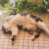 Martine is laying on the floor asking for belly rug. Don't try, she will bite!