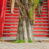 An old tree right in front of a red stairs