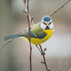 A small green bird on a branch looking at the camera