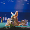 Eurofurence 30 furry convention at Hamburg Germany