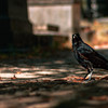 A crow on the ground looking at the camera
https://www.flickr.com/photos/ztec/53133057763/
