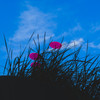 3 red semi-transparent disk in grass looking like poppy