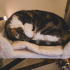 Martine is sleeping on it's cat bet on the desk