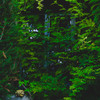 A window hidden behind green leafs. On the bottom left, a gargoyle is laying with arms crossed, smiling. 
