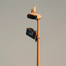 A seagull "watching" at the camera from the top of a pole light
https://www.flickr.com/photos/ztec/53229726335/
