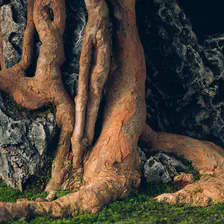 Base of a Bonsaï with rock intertwined with rocks 
