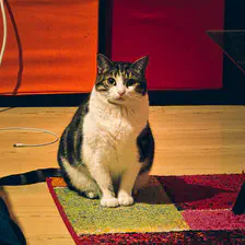 A cat looking at the camera from afar.