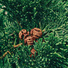 Close-up of brown cypress cones surrounded by dense, dark green foliage
https://www.flickr.com/photos/ztec/53917953132/