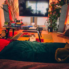 A cat looking at the camera from the middle of the living room