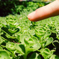 Closeup of a finger pointing at one plant in a field of the same plant. 
https://www.flickr.com/photos/ztec/53132575216/