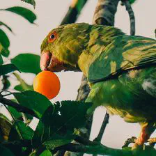 A budgerigar eating an orange fruit