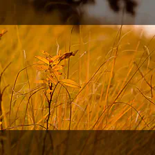 no description
https://www.flickr.com/photos/ztec/8433232529/
Albums: Nature