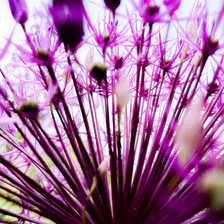 A purple plants taken from inside. It is like a purple peacock
https://www.flickr.com/photos/ztec/53132575306/
