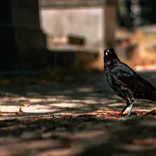 A crow on the ground looking at the camera
https://www.flickr.com/photos/ztec/53133057763/