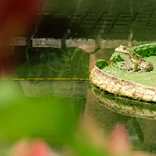 frog on a nenuphar
https://www.flickr.com/photos/ztec/53133057873/
