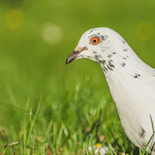A white pigeon with a red eye in a green field