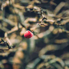 A (little) apple on a tree. It is a Bonsai and the apple is really small 