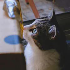 A cat looking interested in something