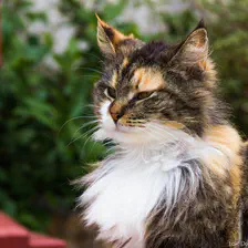 Que dire, l'aire otain de ce chat dit tout. Il se croit plus fort, plus beau. c'est peut être vrais !
https://www.flickr.com/photos/ztec/8640219255/
Albums: Nature