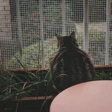 A cat sitting on flower pots looking outside though a fence