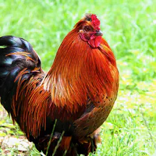 no description
https://www.flickr.com/photos/ztec/8434279500/
Albums: Nature