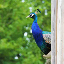 no description
https://www.flickr.com/photos/ztec/8433192433/
Albums: Nature