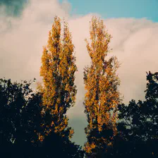 Two cypress lighted up by the sun and displaying fall orange colors. Regular dark trees are in front