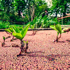 closeup view of small plants in water. There is red-ish spores/plants on the water and the view look like a deserts with trees