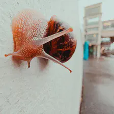 A snail cruising on a wall
https://www.flickr.com/photos/ztec/53978631636/