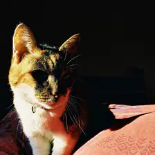 Vishnu
https://www.flickr.com/photos/ztec/8433230813/
Albums: Nature