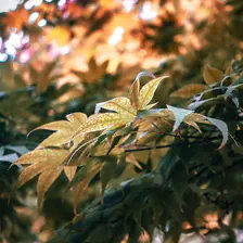 A tree leaf in a tree. 
https://www.flickr.com/photos/ztec/53159982929/