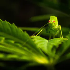 no description
https://www.flickr.com/photos/ztec/21133728744/