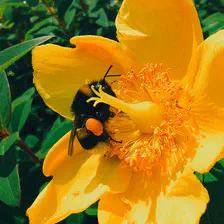 A big bee on a yellow flower
https://www.flickr.com/photos/ztec/54640167091/