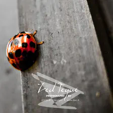 no description
https://www.flickr.com/photos/ztec/8433226853/
Albums: Things