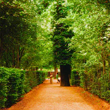 A giant tree is in the middle of the way