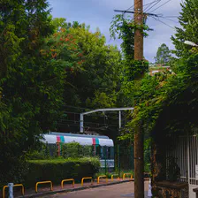 A train in a street, surrounded by lots of greenery.