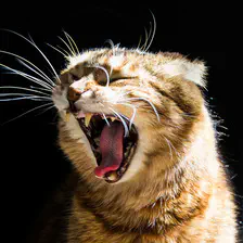 Feel the power of teeth ...
https://www.flickr.com/photos/ztec/9118545905/
Albums: Nature