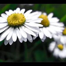 no description
https://www.flickr.com/photos/ztec/8433225421/
Albums: Nature