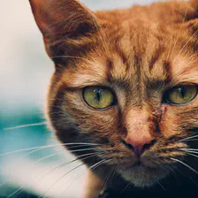 An orange cat looking at the camera