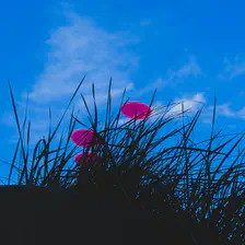 3 red semi-transparent disk in grass looking like poppy