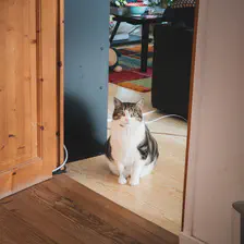 A cat siting in the middle of the frame looking at the camera