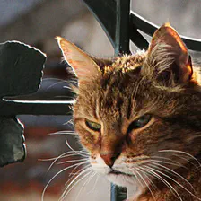 no description
https://www.flickr.com/photos/ztec/8443137604/
Albums: Nature