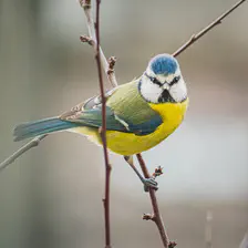 A small green bird on a branch looking at the camera