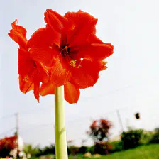 no description
https://www.flickr.com/photos/ztec/8449080216/
Albums: Nature