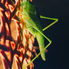 A grasshoper lost on my lighting fixture
https://www.flickr.com/photos/ztec/54686930461/
