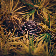 A bonsai pine code in the middle of thorns